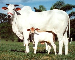vacinao aftosa